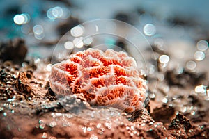 Coral Colored Seashell At A Beautiful Background