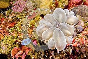 Coral Commensal Shrimp, Bunaken National Marine Park, Indonesia photo