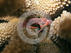 Coral Crab - Trapezia Rufopunctata
