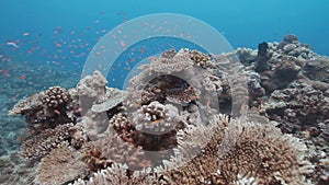 Coral cropout at Layang-layang Island