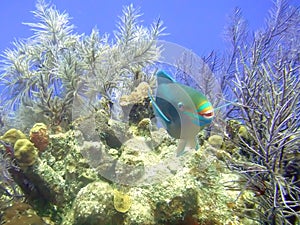 Colorful Facial Features Define a Stoplight Parrotfish photo