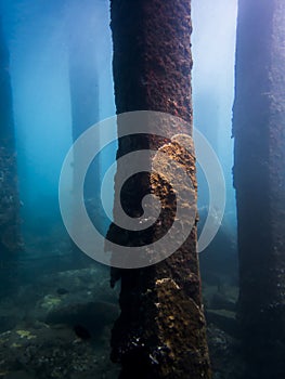 Coral Crusted Pillars Underwater in Blue Ocean