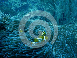 Coral with cute nemo