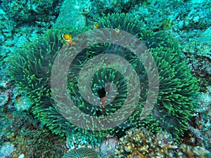 Coral with cute nemo