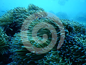 Coral with cute nemo