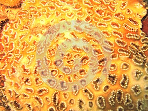 Coral detail