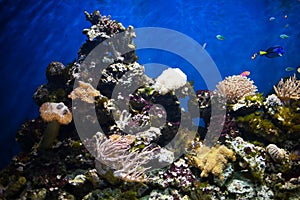 Coral detail in aquarium