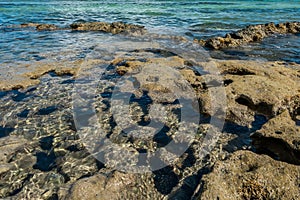 Coral detail at Carneiros Beach, Pernambuco, Brazil