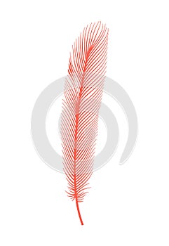 Coral detailed feather of bird. Vector decorative fluffy pink feather of flamingo or goose. Plume icon isolated on white