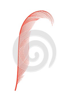 Coral detailed feather of bird. Vector decorative fluffy pink feather of flamingo or goose. Plume icon isolated on white