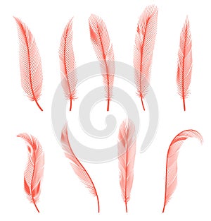 Coral detailed feathers of bird collection. Vector decorative fluffy pink feathers of flamingo or goose. Set plume icon