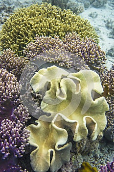 Corals, sea anemones, beautiful underwater world in South Pacific Ocean. Yellow and pink corals