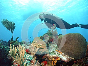Coral diver