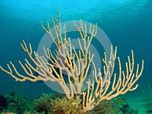 Coral and Diver