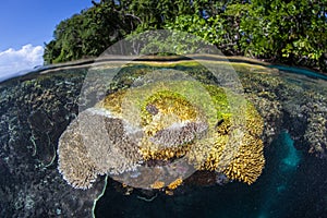 Coral Dying of Disease