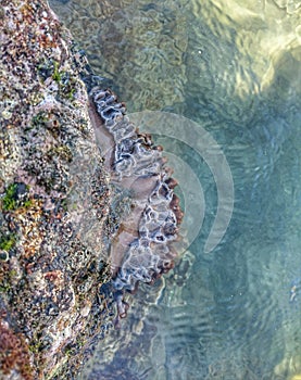 Saltwater rock pool