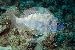 Coral and emperorfish