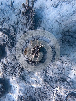 Lonely coral at the bottom of blue sea photo