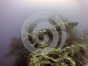 Coral encrusted deck gun on the wreck of a cargo ship sunk at Truk Lagoon photo