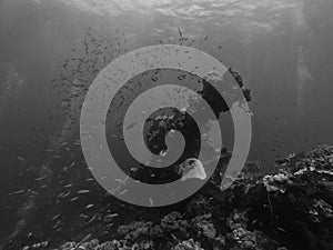 Coral encrusted deck gun on the wreck of a cargo ship sunk at Truk Lagoon photo