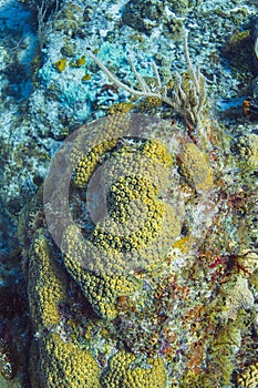 Coral encrusting sponge