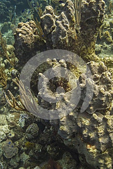 Coral encrusting sponge