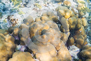 Coral encrusting sponge