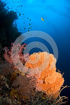 Coral fan Indonesia Sulawesi photo