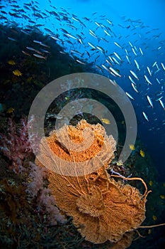 Coral fan Indonesia Sulawesi