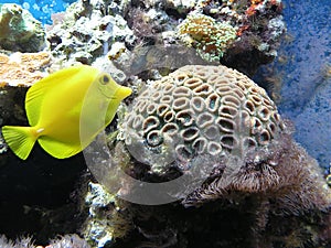 Coral and fish photo