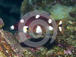 Coral fish Axilspot hogfish