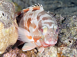 Coral fish Backtip grouper