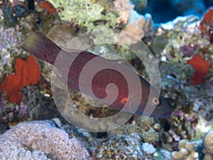 Coral fish Bandcheek wrasse