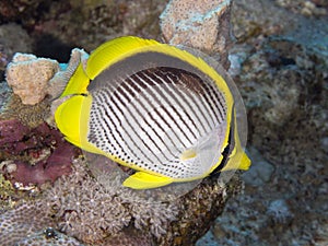 Coral fish Blackbacked butterflyfish