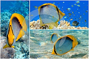 Coral fish Blackbacked butterflyfish chaetodon melannotus - Red Sea