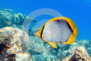 Coral fish Blackbacked butterflyfish chaetodon melannotus - Red Sea