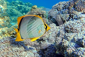 Coral fish Blackbacked butterflyfish (chaetodon melannotus) - Red Sea