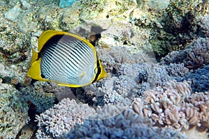 Coral fish Blackbacked butterflyfish chaetodon melannotus - Red Sea photo