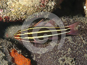 Coral fish Blackstripe cardinalfish photo