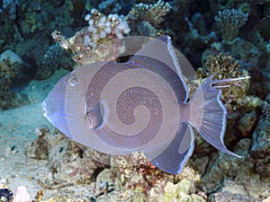 Coral fish Blue triggerfish