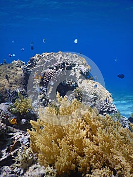 Coral fish blue underwater ocean photo