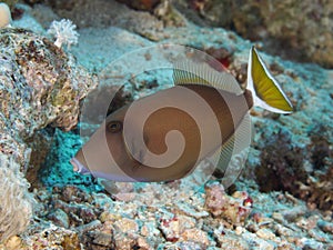 Coral fish Bluethroat triggerfish