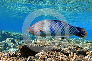 Tablero de ajedrez labio el mar 