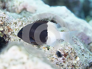 Coral fish Chocolatedip chromis