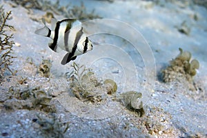 Coral fish Chrysiptera Annulata