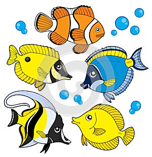 Coral fish collection