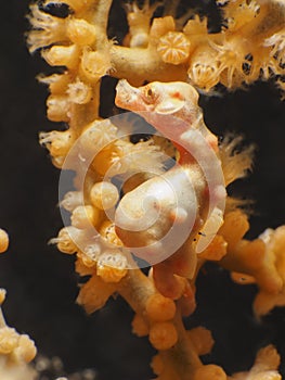 Coral fish Denise's pygmy seahorse