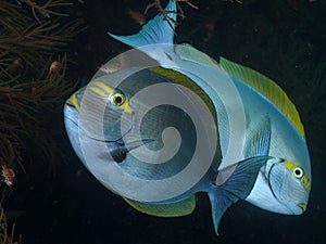 Coral fish Elongate surgeonfish