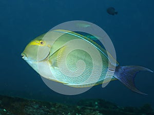 Coral fish Elongate surgeonfish photo