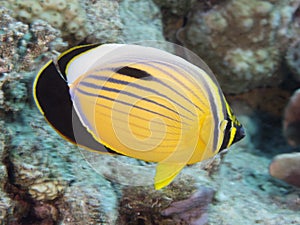 Coral fish Exquisite butterflyfish